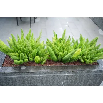 Natural Ornamental Plant